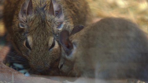 Degu group eating grain together, close-up. fluffy squirrels that look like mice live in a terrarium or at home. pet feeding