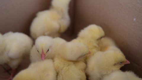 Lots of little chicks in a box at the agricultural farm