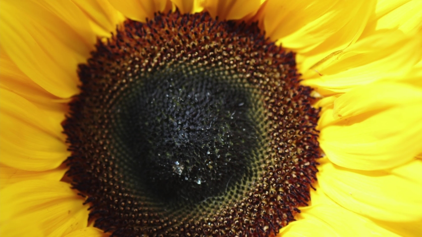 close-up view of dark brown core heart kernel of yellow sunflower in a sunny weather. love relations close concept