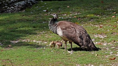 The Indian peafowl mom with little babies. Blue peafowl, Pavo cristatus is a large and brightly coloured bird, is a species of peafowl native to South Asia, but introduced in many other parts of the w