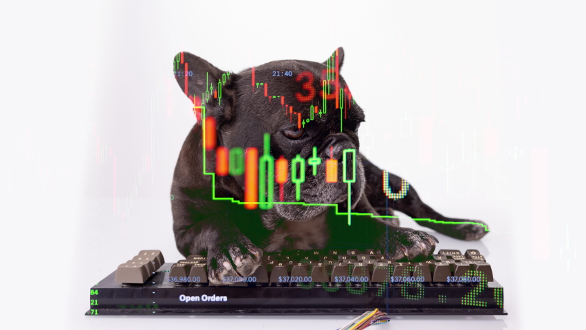 Dog hacker lying down with a keyboard trading with stocks and cryptocurrency 