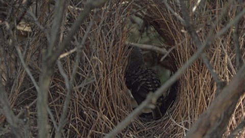 Beautiful Great Bowerbird preparing her nest -Close up