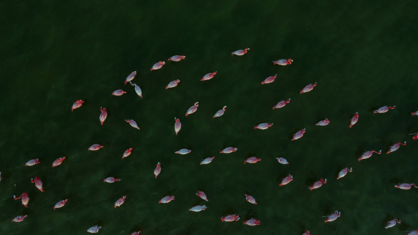 flamingos seen from above moving around in a lagoon in Yucatan