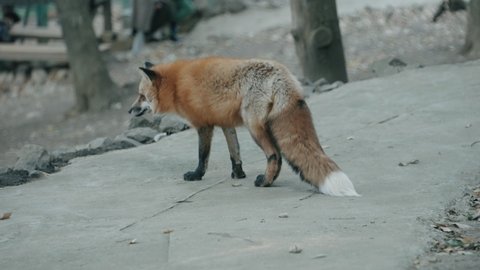 Fox Looking Curious To Tourists Walking At Zao Fox Village In Miyagi, Japan. - Low-Level Shot, Slow Motion