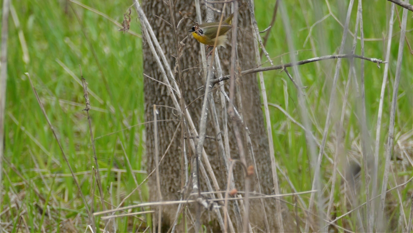 Common yellowthroat warbler perched on reed singing bird song in natural habitat