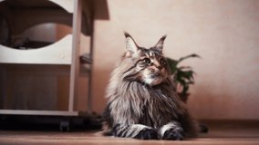 Adorable adult big lazy maincoon tries to bite a hair held by the hand owner playing with playful cat at home. HD horizontal slow motion video