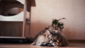 Adorable adult big lazy maincoon put head on paws, hear something, looks around, get tired. at home. furry striped hairy mustache cat indoor nearly the table. HD horizontal slow motion video.