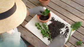 transplants indoor plant into clay flowerpot outdoors process. Woman in straw hat and blue shirt working outside with young plant. Wooden rustic countryside style table. Relaxing hobby video footage