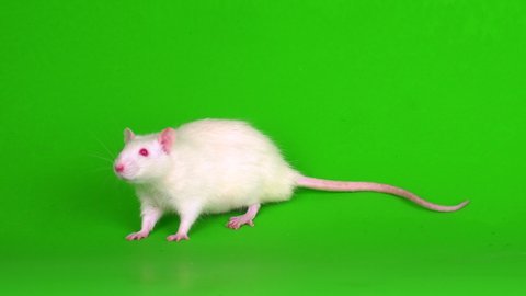 white rat on a green background screen