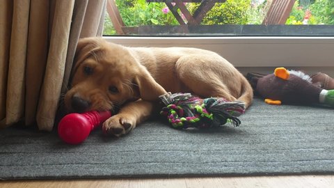 A naughty Labrador puppy ignoring his toys and chewing on the curtains