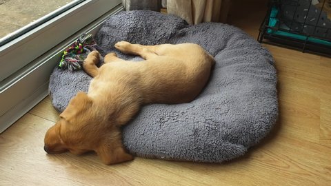 A young labrador puppy asleep on his bed, he is having a vivid dream and his paws are twitching and moving in his sleep