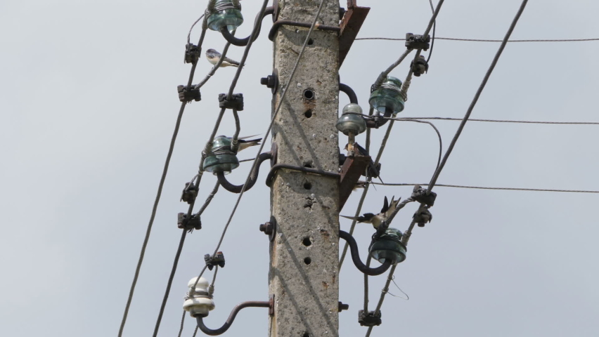 Birds are sitting on a telephone pole.
Video footage of little birds on telephone pole.