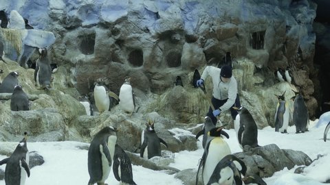 Puerto de la Cruz, Tenerife, Spain - Dec 20, 2018: King penguins and Gentoo Pengions enclosure. Zookeeper clears snow with a shovel at Loro Park Zoo.