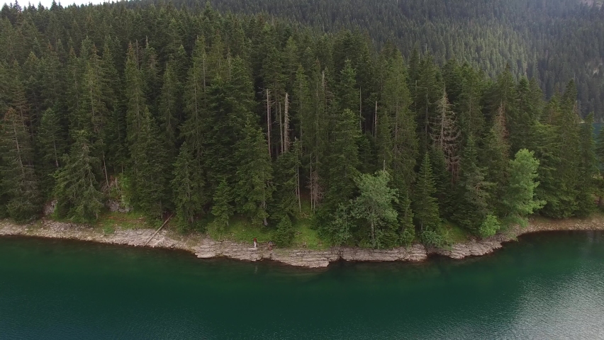 Pine forest near the Black Lake. Durmitor National Park