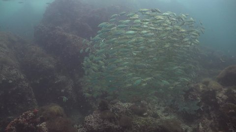 The coral trout, leopard coral grouper, or leopard coral trout (Plectropomus leopardus) inside school of yellow fish 