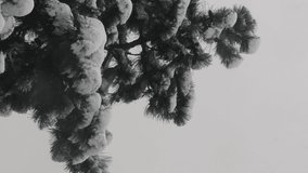 Vertical format video. Winter nature background with copy space. Low angle view from under lush conifer branches of high pine tree in snowfall. Fluffy snowflakes fall over snow covered forest - Powered by Shutterstock - Get 15% off with code: PIKWIZARD15