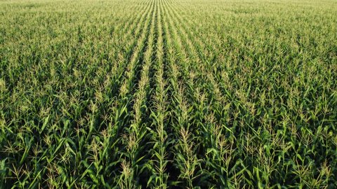 Corn field, flight over the tips of corn stalks, excellent growth, good corn harvest