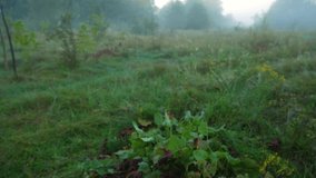 Beautiful misty early morning nature in green summer scenic countryside. Sunrise white mist, sparkling drops of dew on plants and spider webs