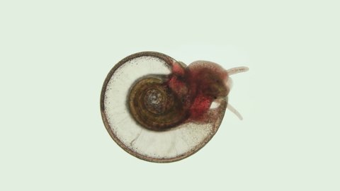 Snail Family Planorbidae under microscope, order Pulmonata. Possibly species Anisus sp. They live in fresh water and are intermediate hosts of dangerous human parasites.