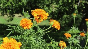 Marigolds (Tagetes). In summer, large yellow beautiful flower buds bloom in the garden. Annual shrub.