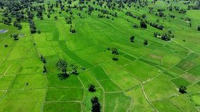 An aerial view of a rice field in Thailand. nature background footage in 4K resolution
