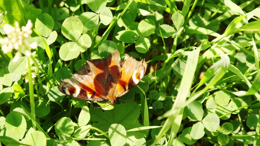A butterfly sits on the grass. Close up