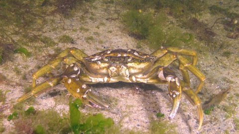 Male of Green crab (Carcinus maenas) during mating. Invasive species, Black Sea