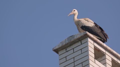 one crane stands on the chimney against the background of the sky