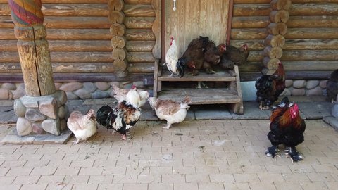Animal poultry yard. Chickens and roosters sit on the porch of a wooden log village house.