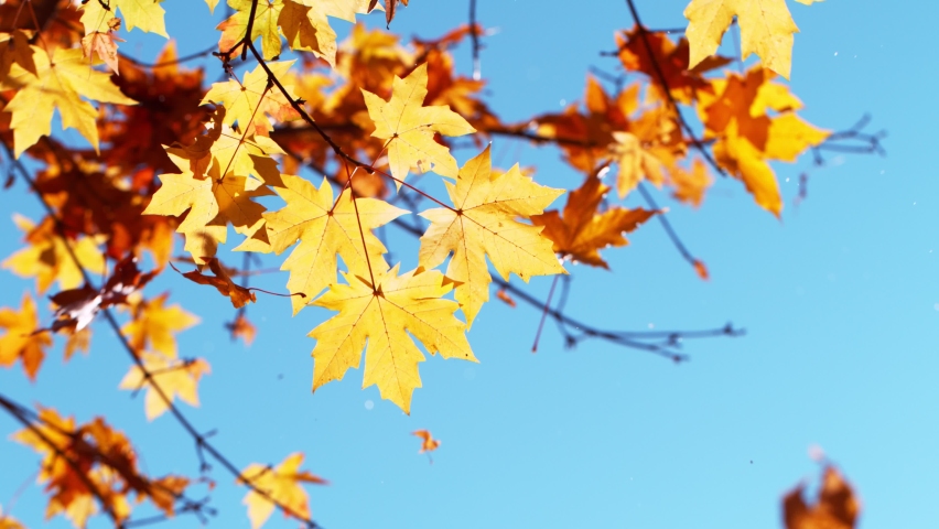 Super slow motion of falling autumn maple leaves against clear blue sky. Filmed on high speed cinema camera, 1000 fps. | Shutterstock HD Video #1077906932