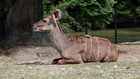 Greater kudu, Tragelaphus strepsiceros is a woodland antelope found throughout eastern and southern Africa.