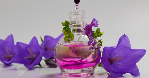 Flower Perfume or Oil Essence with   campanula, bellflowers. Drops falling from cosmetic pipette to glass bottle with Perfumery. Aroma liquids