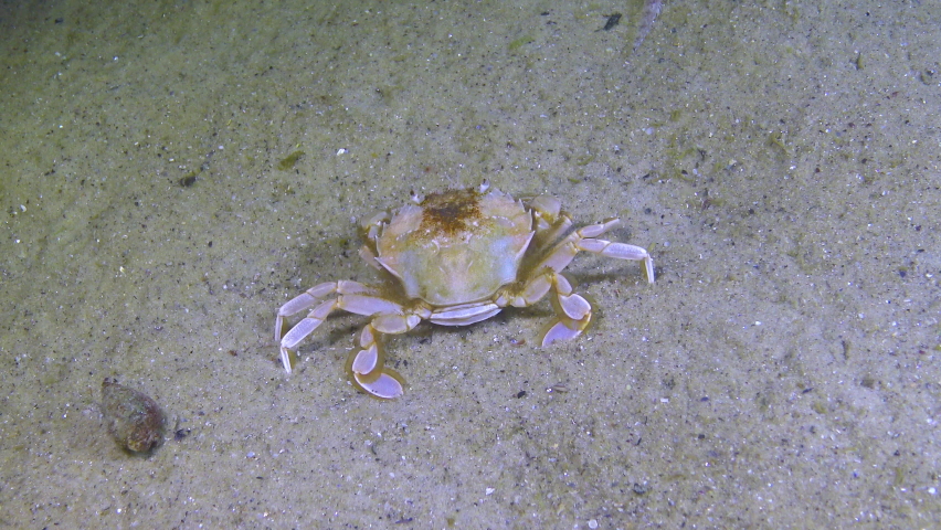 Swimming crab (Macropipus holsatus) eating, Black Sea