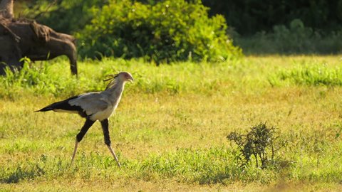 Secretary bird strolling through grassfield of african savanna on hot sunny day. Magnifficent black and white big bird with long legs walking around tall grass looking for food. Concept of