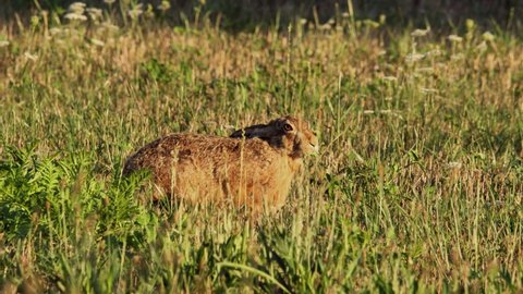 Hare eating grass (Lepus europaeus)	