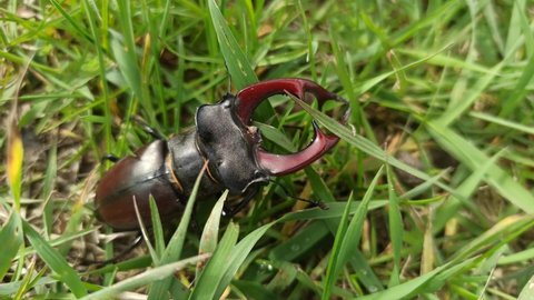 Stag beetle is climbing in green grass. European stag beetle Lucanus cervus. Big insect with great horns
