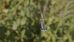dragonfly caught in spider web