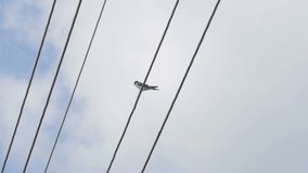 Little bird on high voltage cables.
Video footage of a swallow sitting on cables.