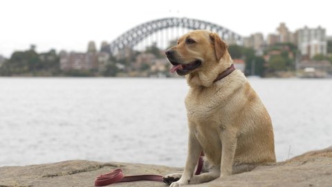 SYDNEY, NSW, AUSTRALIA. JANUARY 09 2020. Labrador relaxing at Cremorne Point with Sydney backdrop, slow motion.