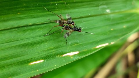 a pair of insects mating on a leaf