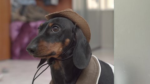 Dachshund IN funny brown hat and jacket with collar licks lips and looks listening for sounds at window with curtain closeup