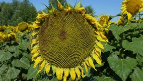 Close-up view 4k video of female farmer hand touching riping seeds of sunflower growing outside on sunny rural field