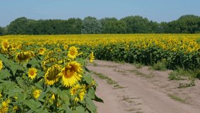 4k video footage of scenic sunny countryside landscape. Many riping yellow sunflowers growing outside on rural field in summer, dirt road and green trees seen on horizon
