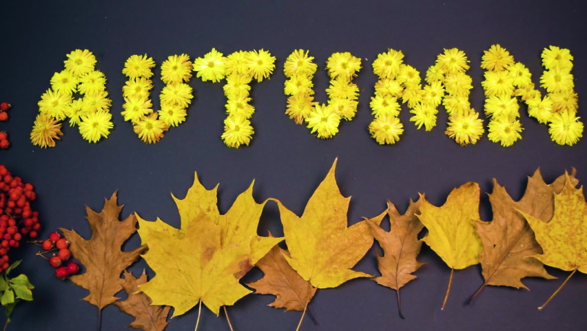 Word Autumn made of yellow heads of chrysanthemums flowers. Autumn maple leaves and word Autumn are flying in the wind. Bunches of red rowan berries on black background. Fall. Flat lay. Copy space. - Powered by Shutterstock - Get 15% off with code: PIKWIZARD15