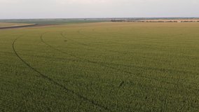 Aerial drone 4K footage of cornfield. Low aerial flying over a corn field in summer. Aerial shot of a large corn field