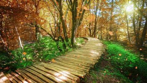 Seamless Loop Cinemagraph video of autumn wooden path in Plitvice Lake, Croatia . Tranquil nature scenery for relaxation background .