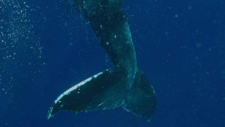 humpback whale calf playing with swimmers. shot on Gopro 7 black. Humpback whale jump Megaptera novaeangliae breaches near East London South Africa. Shot in Hawaiian Islands Humpback Whale National