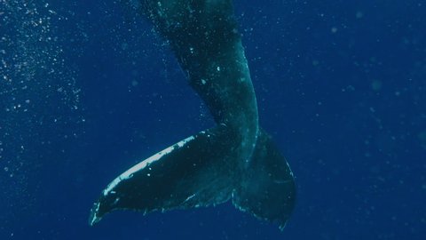 humpback whale calf playing with swimmers. shot on Gopro 7 black
