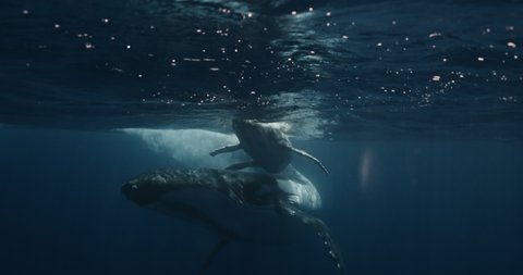 Close-up of humpback whale calf with mother underwater ocean. Whale in pure transparent water of Reunion island. Footage shot on a cinema camera with 14 bit colors in Raw
