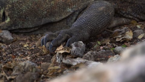 Komodo Dragon Foot With Claws While Resting On Wilds In Bali, Indonesia. - Closeup Shot